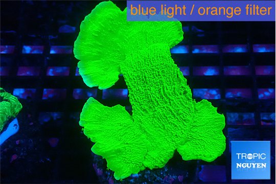 Montipora green cap 4-5 cm WYSIWYG acclimaté