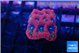 Favia red purple 2-3 cm WYSIWYG acclimaté