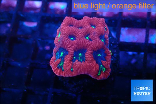 Favia red purple 2-3 cm WYSIWYG acclimaté