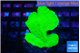 Montipora green cap 3-4 cm WYSIWYG acclimaté