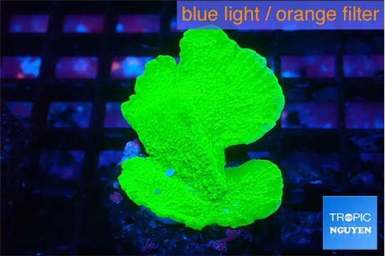 Montipora green cap 3-4 cm WYSIWYG acclimaté