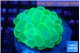 Plerogyra neon green 5-8 cm WYSIWYG acclimaté