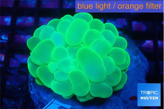 Plerogyra neon green 5-8 cm WYSIWYG acclimaté