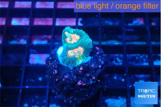 Favia green orange 1-2 cm WYSIWYG acclimaté