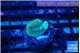 Favia rainbow 1-2 cm WYSIWYG acclimaté