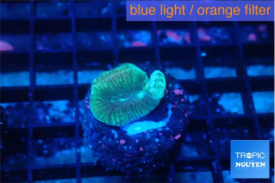 Favia rainbow 1-2 cm WYSIWYG acclimaté