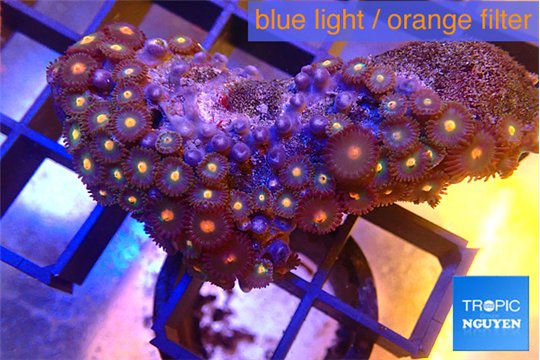 Zoanthus orange 4-5 cm WYSIWYG acclimaté