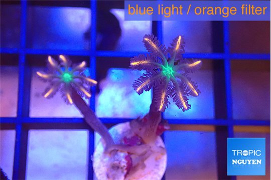 Clavularia papaya fire work 2 polyps WYSIWYG acclimaté
