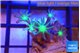 Clavularia papaya fire purple 4-6 polyps WYSIWYG acclimaté