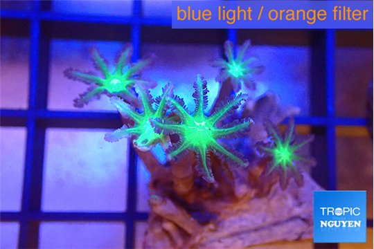 Clavularia papaya fire purple 4-6 polyps WYSIWYG acclimaté