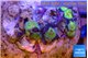 Zoanthus premium 7-9 polyps WYSIWYG acclimaté