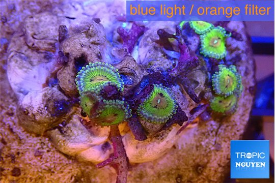 Zoanthus premium 7-9 polyps WYSIWYG acclimaté