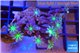 Clavularia papaya fire purple 3-6 cm WYSIWYG acclimaté