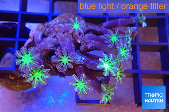 Clavularia papaya fire purple 3-6 cm WYSIWYG acclimaté