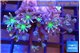 Clavularia papaya fire work 3-6 cm WYSIWYG acclimaté