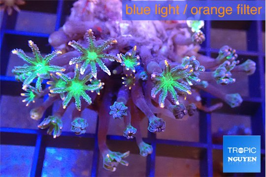 Clavularia papaya fire work 3-6 cm WYSIWYG acclimaté