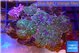 Rhodactis tricolor 5-7 cm WYSIWYG acclimaté