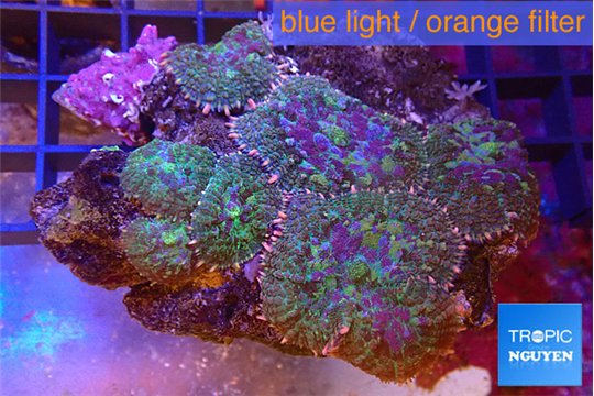 Rhodactis tricolor 5-7 cm WYSIWYG acclimaté