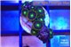 Zoanthus magic green blue 7-10 polyps WYSIWYG acclimaté