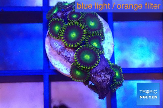 Zoanthus magic green blue 7-10 polyps WYSIWYG acclimaté