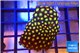 Zoanthus orange green 3-5 cm WYSIWYG acclimaté