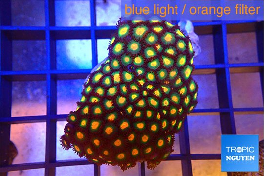 Zoanthus orange green 3-5 cm WYSIWYG acclimaté