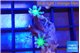 Clavularia papaya fire purple 2 polyps WYSIWYG acclimaté