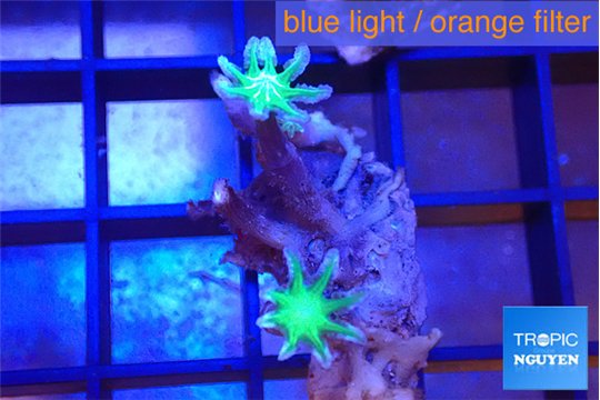 Clavularia papaya fire purple 2 polyps WYSIWYG acclimaté
