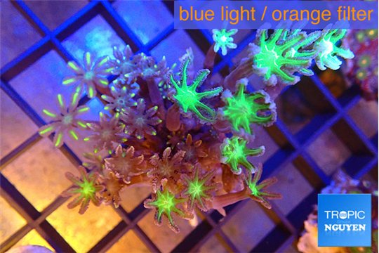 Clavularia papaya mix color 4-6 cm WYSIWYG acclimaté