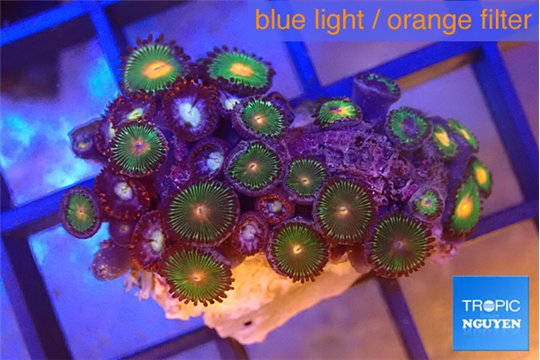 Zoanthus orange green 2-3 cm WYSIWYG acclimaté