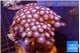 Zoanthus deep purple 8-12 cm WYSIWYG acclimaté