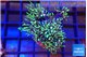 Pachyclavularia neon green 3-4 cm WYSIWYG acclimaté