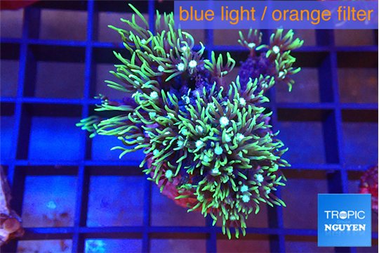 Pachyclavularia neon green 3-4 cm WYSIWYG acclimaté