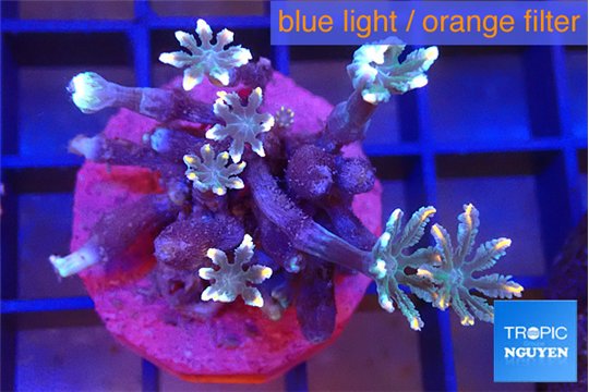 Clavularia papaya candy corn 2-5 cm WYSIWYG acclimaté