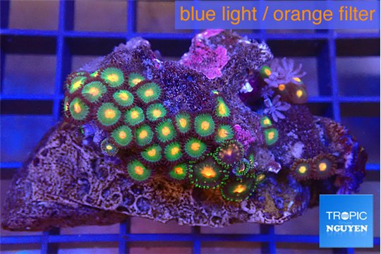 Zoanthus orange green 3-5 cm WYSIWYG acclimaté