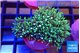 Pachyclavularia neon green 4-5 cm WYSIWYG acclimaté