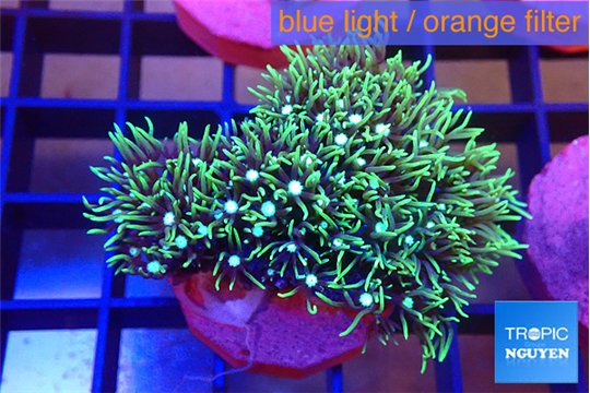 Pachyclavularia neon green 4-5 cm WYSIWYG acclimaté