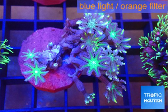 Clavularia papaya fire purple 4-6 cm WYSIWYG acclimaté