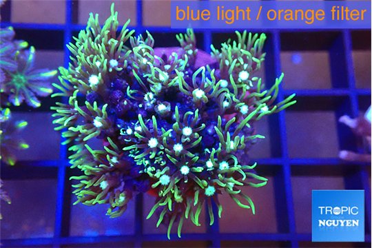 Pachyclavularia neon green 3-4 cm WYSIWYG acclimaté