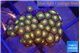 Zoanthus orange green 2-4 cm WYSIWYG acclimaté