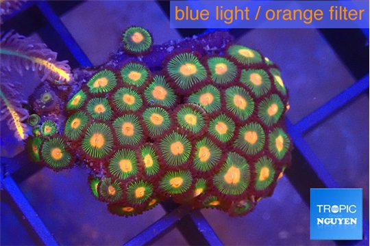 Zoanthus orange green 2-4 cm WYSIWYG acclimaté