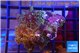 Ricordea yuma red purple 4-5 polyps WYSIWYG acclimaté