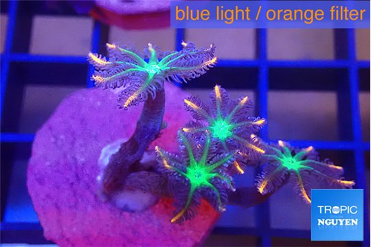 Clavularia papaya fire work 4 polyps WYSIWYG acclimaté