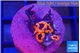 Zoanthus red bam bam 5 polyps WYSIWYG acclimaté