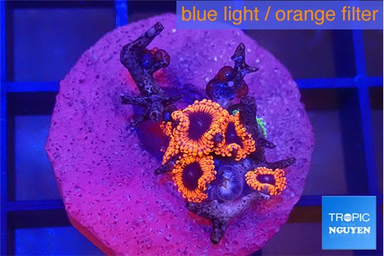 Zoanthus red bam bam 5 polyps WYSIWYG acclimaté