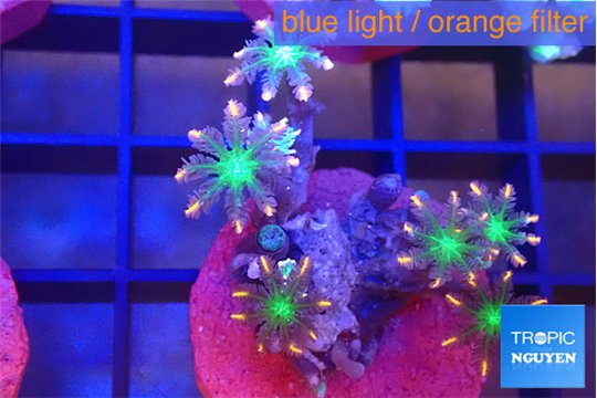 Clavularia papaya fire work 3-4 cm WYSIWYG acclimaté