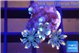 Clavularia papaya candy corn 3-4 polyps WYSIWYG acclimaté