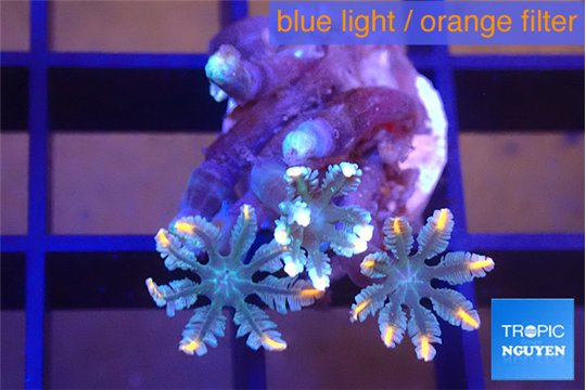 Clavularia papaya candy corn 3-4 polyps WYSIWYG acclimaté