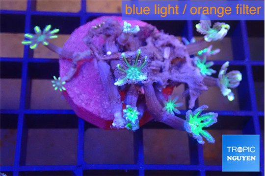 Clavularia papaya fire purple 3-5 cm WYSIWYG acclimaté