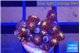 Zoanthus red orange 1-2 cm WYSIWYG acclimaté
